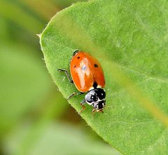 Hippodamia variegata UD11 by Duckman. Used under a CC BY-SA 4.0 license.