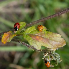Ladybird Beetles by Anna N Chapman. Used under a CC0 license.