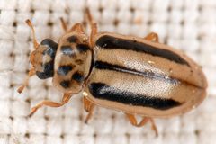 Macronaemia episcopalis by Chloe and Trevor Van Loon. Used under a CC BY 4.0 license.