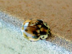 Myzia pullata by Jacy Lucier. Used under a CC BY-SA 4.0 license.