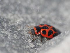 Naemia seriata 43108604 by Alexis. Used under a CC BY 4.0 license.