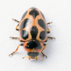 Seaside Lady Beetle by Plcoffey. Used under a CC BY-SA 4.0 license.