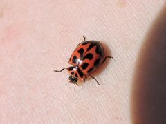 Neoharmonia venusta 1686061 by Sam Kieschnick. Used under a CC BY 4.0 license.