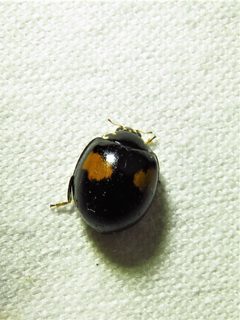 Olla v-nigrum 188906411 by Annika Lindqvist. Used under a CC BY 4.0 license.