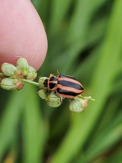 Broad-striped Lady Beetle imported from iNaturalist photo 201279884 on 28 March 2024 by (c) Mary K. Hanson, some rights reserved (CC BY). Used under a CC BY 4.0 license.