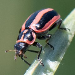 Paranaemia vittigera by Jonathan Eisen. Used under a CC BY 4.0 license.