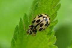 Propylea quatuordecimpunctata 111497431 by ruebezahl. Used under a CC0 license.