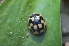 Propylea quatuordecimpunctata 122335558 by ruebezahl. Used under a CC0 license.