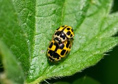 Propylea quatuordecimpunctata 129797760 by Victor Heng. Used under a CC0 license.
