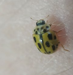 Propylea quatuordecimpunctata 131275278 by Yurii Basov. Used under a CC0 license.