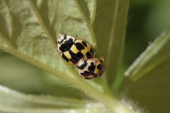 Propylea quatuordecimpunctata 131290794 by oecophylla. Used under a CC0 license.