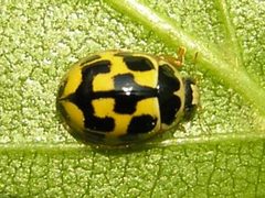Propylea quatuordecimpunctata beentree by wikipedia. Used under a CC BY-SA 3.0 license.