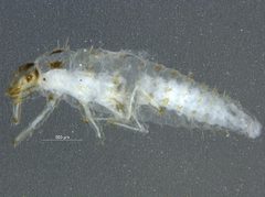 Psyllobora borealis larva by CNC/BIO Photography Group, Centre for Biodiversity Genomics. Used under a CC BY 3.0 license.