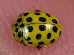Psyllobora vigintiduopunctata 132742264 by Gilles San Martin. Used under a CC BY-SA 4.0 license.