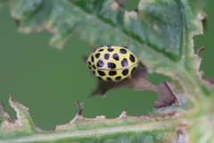 Psyllobora vigintiduopunctata 195120432 by Michel Langeveld. Used under a CC BY-SA 4.0 license.