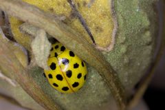 Psyllobora vigintiduopunctata Schwetzingen by Stanzilla. Used under a CC BY-SA 4.0 license.