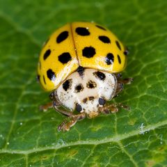 Thea.vigintiduopunctata.7231 by Please report references to olei@despammed.com.. Used under a CC BY-SA 3.0 license.