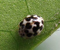 Psyllobora vigintimaculata 1 by Jacy Lucier. Used under a CC BY-SA 4.0 license.