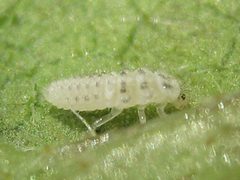 Psyllobora vigintimaculata larva by Beatriz Moisset. Used under a CC BY-SA 4.0 license.