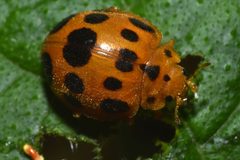 Southern Squash Ladybeetle by Mangodreads. Used under a CC BY-SA 4.0 license.