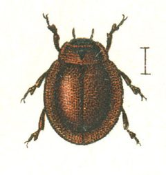 Subcoccinella.vigintiquatuorpunctata.jakobs73 by wikipedia. Used under a Public domain license.