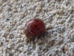 Subcoccinella vigintiquatuorpunctata Piazzo 01 by Syrio. Used under a CC BY-SA 4.0 license.