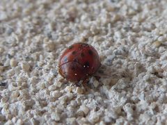 Subcoccinella vigintiquatuorpunctata Piazzo 02 by Syrio. Used under a CC BY-SA 4.0 license.