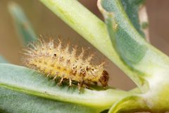 Subcoccinella vigintiquatuorpunctata larva2 by Gilles San Martin from Namur, Belgium. Used under a CC BY-SA 2.0 license.
