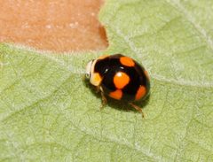 Brachiacantha decora 992990 by Juan Cruzado Cortés. Used under a CC BY-SA 4.0 license.
