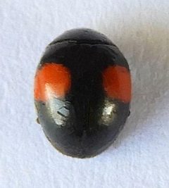 Brachiacantha subfasciata 313621979 by jimeckert49. Used under a CC BY 4.0 license.
