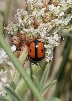 Brachiacantha tau 144814417 by Colin Croft. Used under a CC BY 4.0 license.