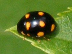 BrachiacanthaUrsina by Smidon33. Used under a CC BY-SA 3.0 license.