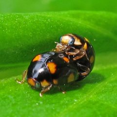 Brachiacantha ursina by Jacy Lucier. Used under a CC BY-SA 4.0 license.