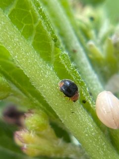 Diomus roseicollis 118622141 by Sandra H Statner. Used under a CC BY 4.0 license.