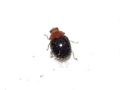 Diomus xanthaspis 63982888 by Arturo Santos. Used under a CC BY 4.0 license.