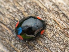 Hyperaspis bigeminata 383454484 by cesar stastny. Used under a CC BY 4.0 license.