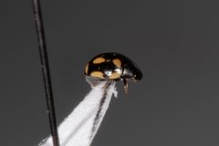 Hyperaspis disconotata 143226749 by Kent McFarland. Used under a CC0 license.