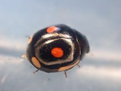 Hyperaspis lateralis 160778804 by Chloe and Trevor Van Loon. Used under a CC BY 4.0 license.