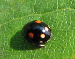 Hyperaspis proba by Jacy Lucier. Used under a CC BY-SA 4.0 license.