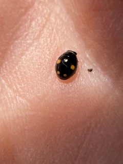 Hyperaspis proba 207503821 by Julia Pupko. Used under a CC BY 4.0 license.