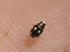 Hyperaspis punctata 20998012 by Sam Kieschnick. Used under a CC BY 4.0 license.