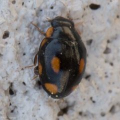 Hyperaspis quadrioculata 38650919 by Ken-ichi Ueda. Used under a CC BY 4.0 license.