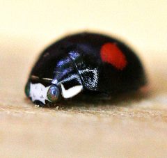 Twice-stabbed Sigil Lady Beetle Hyperaspis signata by WanderingMogwai. Used under a CC BY-SA 4.0 license.