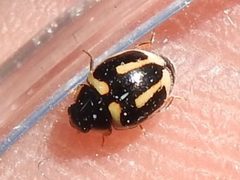 Trident Lady Beetle by Sam Kieschnick. Used under a CC BY 4.0 license.