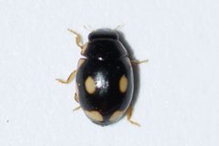 Hyperaspis undulata 75288742 by Owen Strickland. Used under a CC BY 4.0 license.