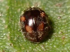 Zagloba ornata 230337423 by Cricket Raspet. Used under a CC BY 4.0 license.