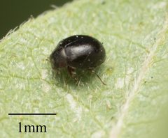 Zilus aterrimus 25042355 by Jesse Rorabaugh. Used under a CC0 license.