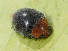 Cryptolaemus montrouzieri 186719721 by Mario Bassini. Used under a CC BY 4.0 license.