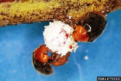 Cryptolaemus montrouzieri InsectImages 1475022 by Quoted from source:"Image Citation: Whitney Cranshaw, Colorado State University, Bugwood.org" "Image Use: You must attribute the work in the manner specified (but not in any way that suggests endorsement).". Used under a CC BY 3.0 us license.