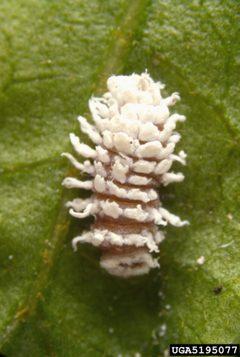 Cryptolaemus montrouzieri larva InsectImages 5195077 by Quoted from source:"Image Citation: Jeffrey W. Lotz, Florida Department of Agriculture and Consumer Services, Bugwood.org" "Image Use: You must attribute the work in the manner specified (but not in any way that suggests endorsement).". Used under a CC BY 3.0 us license.